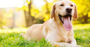 Controle de verminose em pets promove conceito de Saúde Única