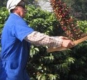 Instituto Biológico convida a população para a colheita do café