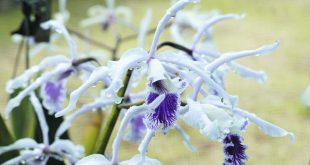 Botânico tem exposição de orquídeas e bromélias