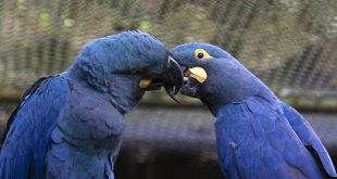 Pela primeira vez, Zoológico de São Paulo mostra ao público a arara-azul- de-lear, espécie ameaçada de extinção