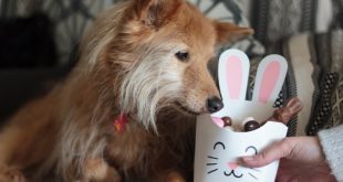 Intoxicação por chocolate em cães e gatos: riscos, sinais clínicos e como prevenir, alerta médico-veterinário
