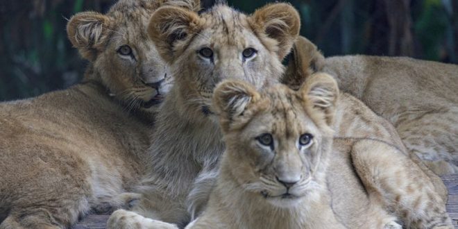 Seis bebês leões do Zoológico de São Paulo ganham nomes