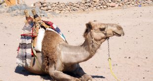 Um mergulho nas lendas, sabores e paisagens do Marrocos