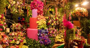 Expoflora 2024: Um espetáculo de cores e tradições holandesas em Holambra