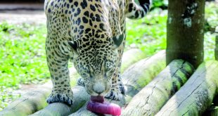 Zoo simula chuva e prepara "sorvete" para aliviar calor dos animais