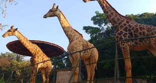Zoo SP terá programação especial no feriado de Corpus Christi