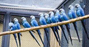 Zoológico inaugura Centro de Conservação para a ararinha-azul