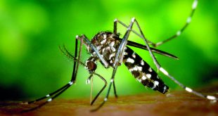 Dengue prolifera na região e preocupa