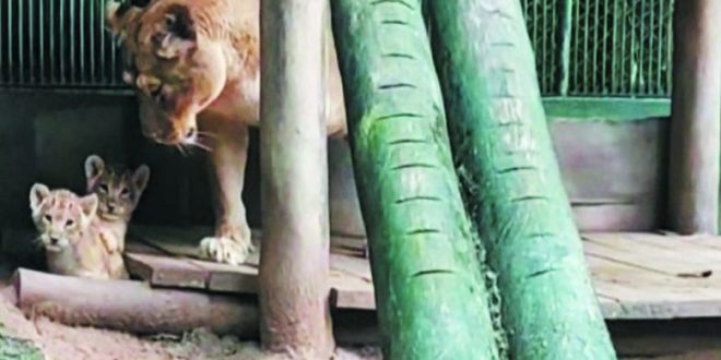 Bebês leões são nova atração do Zoológico de São Paulo