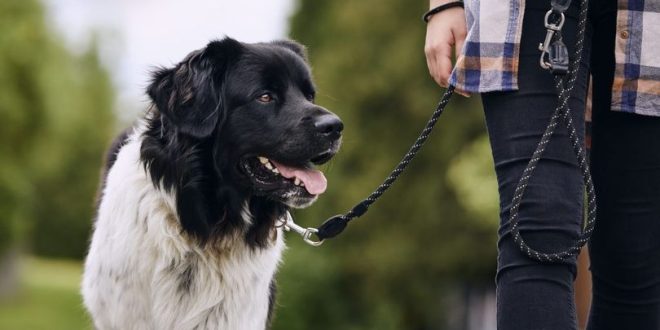 Donos de cães sem focinheira passeando nas rua serão multados