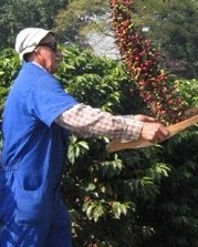 Instituto Biológico convida a população para a colheita do café