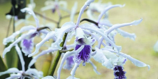 Botânico tem exposição de orquídeas e bromélias