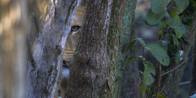 ZOO SP terá benefícios até 31 de março