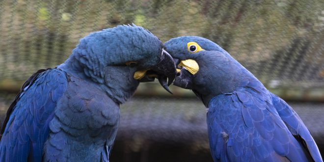 Pela primeira vez, Zoológico de São Paulo mostra ao público a arara-azul- de-lear, espécie ameaçada de extinção