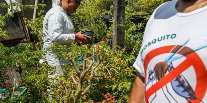 Prefeitura de SP decreta emergência por alto número de casos de dengue