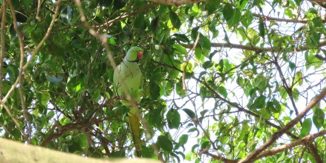 Ave exótica perdida na frente de casa