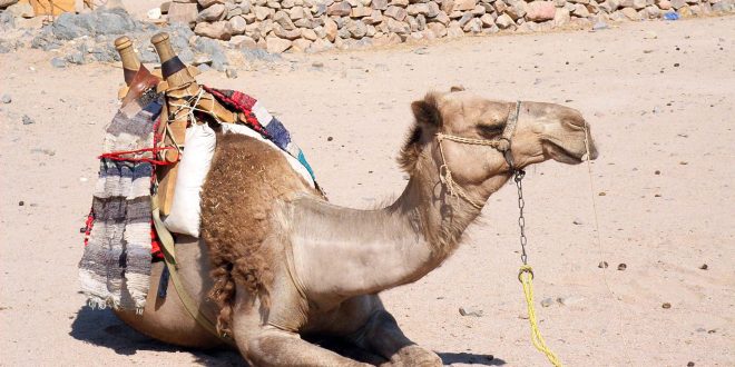 Um mergulho nas lendas, sabores e paisagens do Marrocos