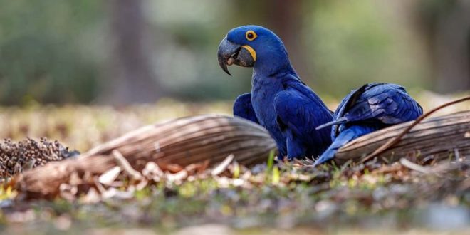 Para conhecer a Amazonia, a única exigência é gostar da natureza e saber respeitá-la