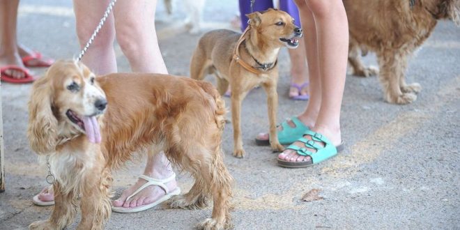 Vacinação contra a raiva de cães e gatos começa nessa sexta, dia 5