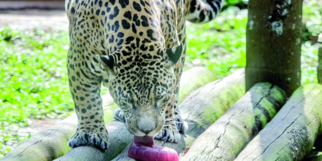 Zoo simula chuva e prepara "sorvete" para aliviar calor dos animais