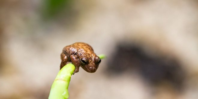 Zoo de São Paulo é referência na conservação de anfíbios