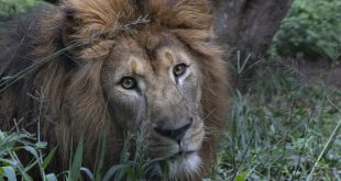 Zoológico de São Paulo celebra o Dia dos Pais com promoção especial