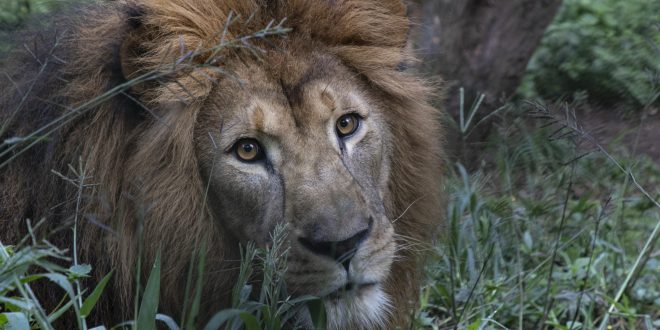 Zoológico de São Paulo celebra o Dia dos Pais com promoção especial