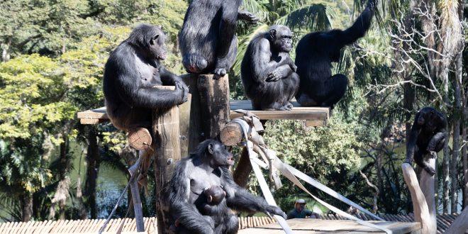 Zoológico tem promoção de meia entrada durante a semana