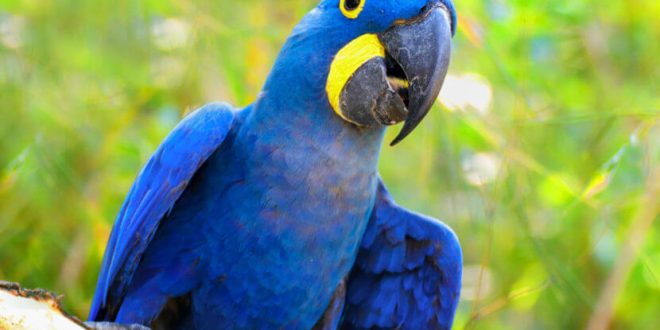 Filhote de arara azul nasce no Zoo de São Paulo