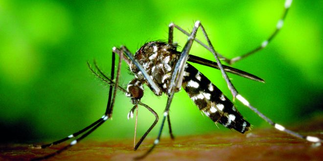 Dengue prolifera na região e preocupa