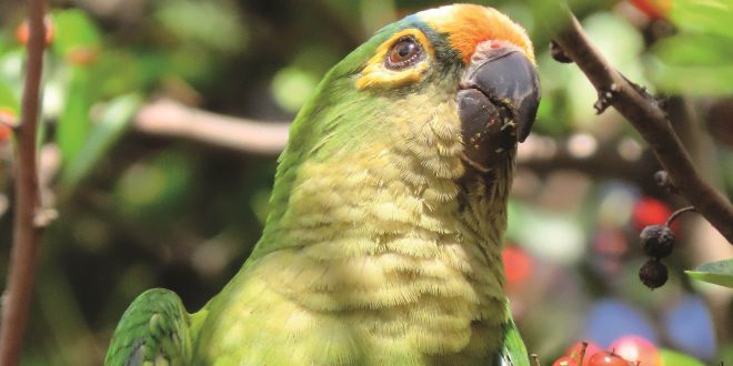 Saiba quem é o Periquito-rei (Eupsittula aurea)